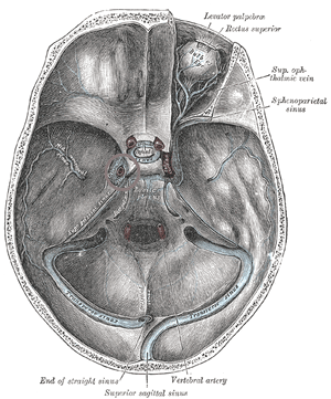 Anatomische Zeichnung der Schädelbasis von oben mit den venösen Blutleitern, englisch beschriftet; beidseits des Türkensattels der Sinus cavernosus.